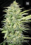 BULK SEED BANK - Auto Lime Skunk