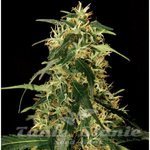 THE BULLDOG SEEDS - Silver Star Haze