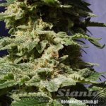 KANNABIA SEED - Original Berry
