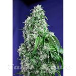 SWEET SEEDS - Big Devil Fast Version