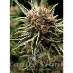 PYRAMID SEEDS - Auto Shark