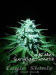 Biological Seeds - Lady Mint