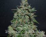 KALASHNIKOV SEEDS - AK Kush Express