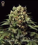 GREEN HOUSE SEEDS - Kalashnikova