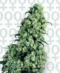 SENSI SEEDS - Skunk #1®