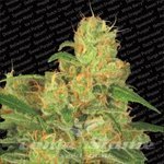 PARADISE SEEDS - Auto Acid