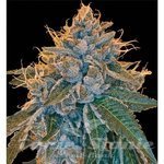 RESERVA PRIVADA - Kosher Kush