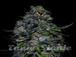 VIP SEEDS - Taison Auto