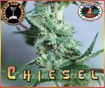 BIG BUDDHA SEEDS - Chiesel