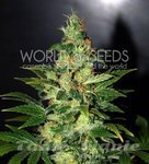 WORLD OF SEEDS - Chronic Haze