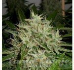GREEN LABEL - AK Widow 47