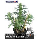 POSITRONICS - May Day Express