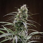 ACE SEEDS - Congo