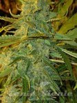 FLASH SEEDS - Nirvana Sky Auto