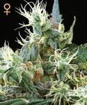 GREEN HOUSE SEEDS - Auto Northern Light