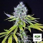 CBD Crew - CBD Yummy