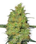 WHITE LABEL - Master Kush