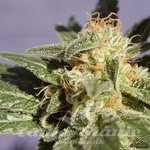 KANNABIA SEED - Dr. Jekill
