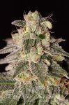 DINAFEM - Shark Shock CBD
