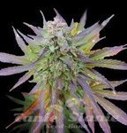 G13 LABS - Blueberry Gum