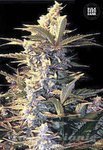 BULK SEED BANK - Auto East Ryder