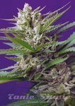 SWEET SEEDS - Speed Devil #2 Autoflowering