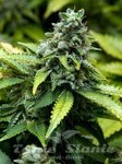 ADVANCED SEEDS - Early Widow