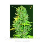 Victory Seeds - Auto Big Bud