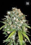 BULK SEED BANK - Skunk#99