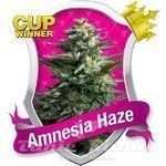 ROYAL QUEEN SEEDS - Amnesia Haze®