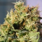KANNABIA SEED - Mikromachine Auto