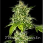 THE BULLDOG SEEDS - Autoflower Haze
