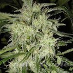NIRVANA - Lemon OG Haze Auto