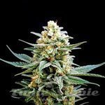 Biological Seeds - CRITICAL