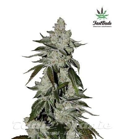 Girl Scout Cookies Auto - FASTBUDS