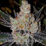10th Planet R1 - ETHOS GENETICS
