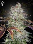 Alienz - GREEN HOUSE SEEDS