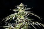 Apple & Bananas - KANNABIA SEED