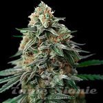 Amnesia Bubba F1 Auto 