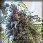 Auto Bluekush - AUTOFEM