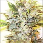 Auto Oil - AUTOFEM