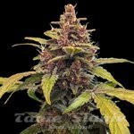 Ayahuasca Purple