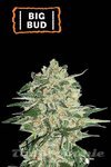 Big Bud Auto - SEED STOCKERS