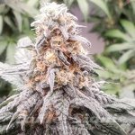 Black Cherry Flambe - INHOUSE GENETICS
