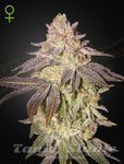 Black Toffee Auto - GREEN HOUSE SEEDS