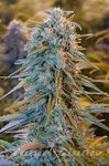Blue Dream