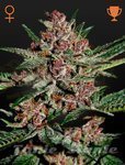 Bubba Kush - GREEN HOUSE SEEDS