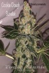 Cookie Dough Sundae - CANNARADO GENETICS