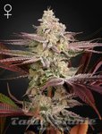 Chemical Bride - GREEN HOUSE SEEDS