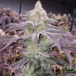 Colin OG RBX - ETHOS GENETICS